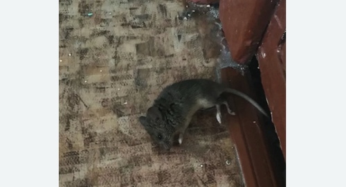 Дезинфекция от мышей в Суоярви