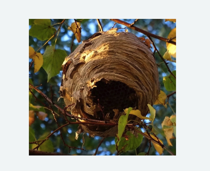 Обработка от шершней в Суоярви