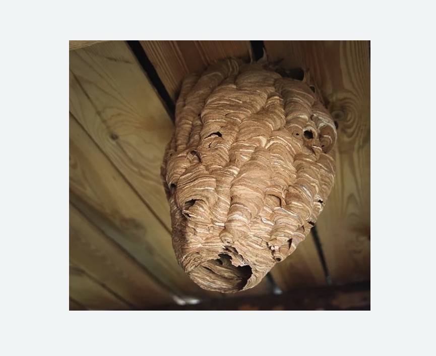 обработка от шершней в Суоярви