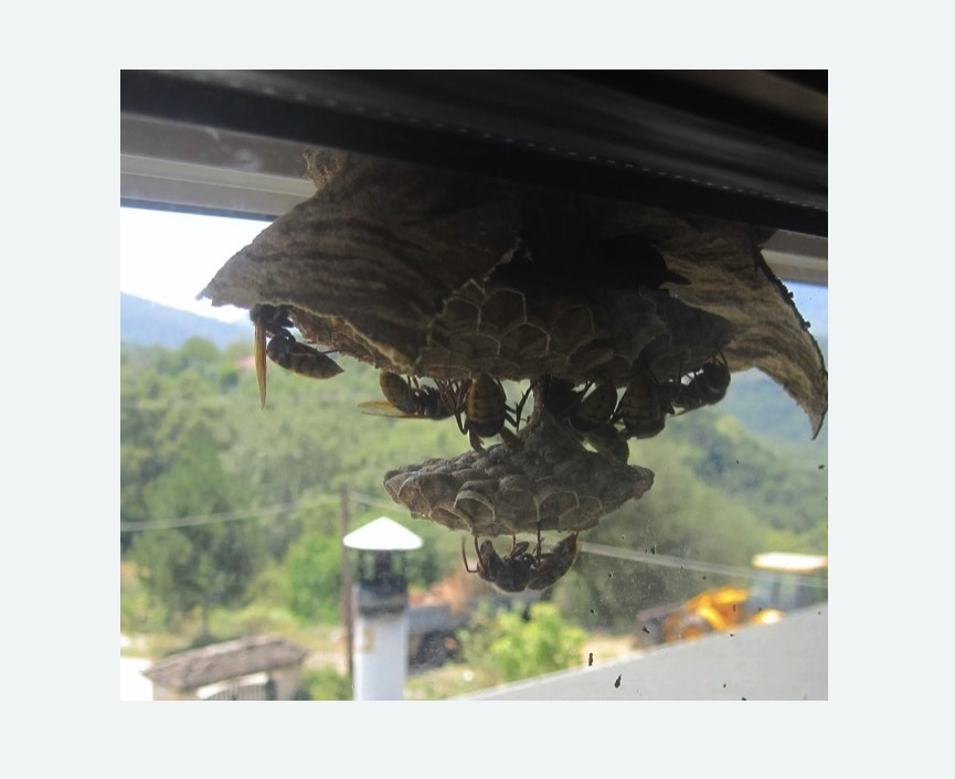 Уничтожение гнёзд шершней в Суоярви